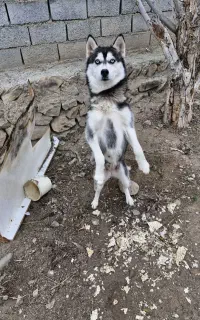 سگ هاسکی