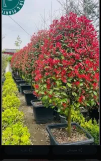 علف  زنی وچمن زنی