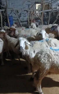 میش داشتی ترکی