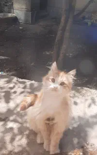 گربه خانگی