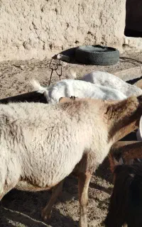 میش چینی