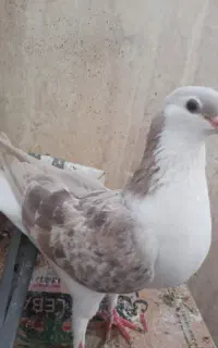 ساده ماده