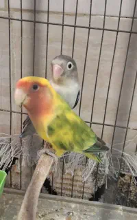 یک جفت طوطی کوتوله برزیلی