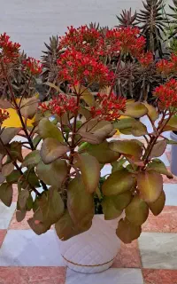 گل خانگی وشاداب