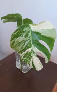 قلمه  سرقلم ریشه دار و با کیفیت برگ انجیری ابلق