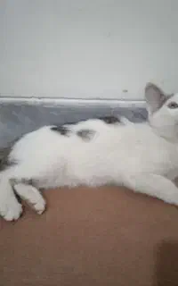 بچه گربه واگذاری
