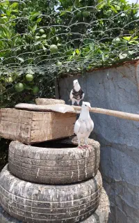 فروش طوقی حرفه ای..