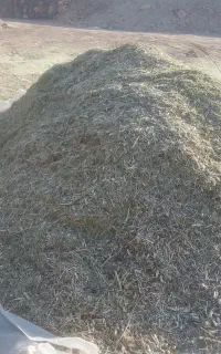 علف کنگروزول چلیچه