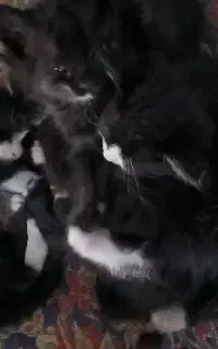 گربه