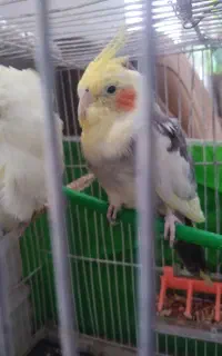 عروسک  جفت عروس هلندی