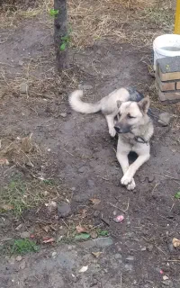 سگ ژرمن نر