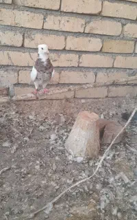 ماده طوقی