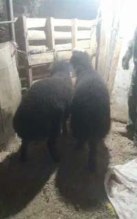 دو عدد نره بره نژاد شال