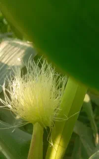 نگهبان جهت زمین شالی