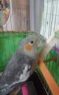 عروس هلندی