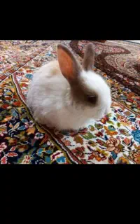 خرگوش لوپ