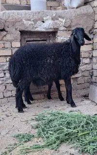 بره نرو ماده قره قزل
