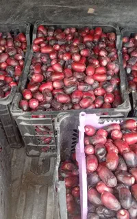 خرما مضافتی درجه یک