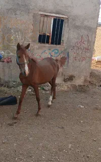 اسب