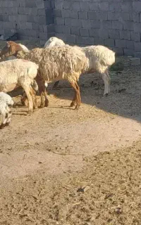 میش،زاییده