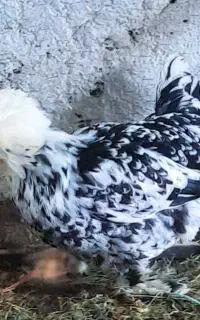 مرغ سلطان و خروس کوچیک