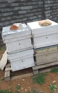 کندوی عسل