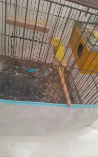 دو عدد مرغ عشق نر و ماده  با لوازم و قفس