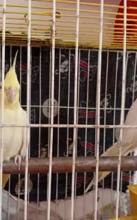 عروس هلندی جفت  نر سخنگو