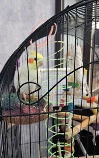 عروس هلندی نر لوتینو