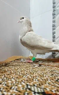 یک جفت ساده فقط فقط ۷۵۰