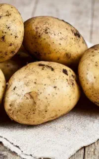سیب زمینی درجه یک قوری چیا