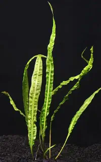 گیاه آکواریوم معاوضه با گوپی