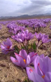 آگهی فقط برای کشاورزاس ک زمین زعفرون دارن