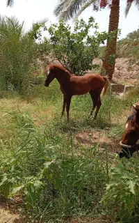 اسب ماده