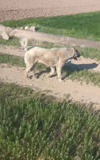 سگ‌سرابی
