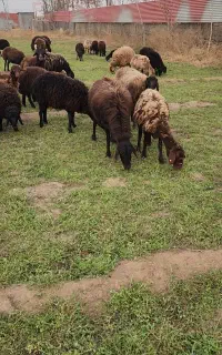 گوسفند میش افشار و قزل افشار
