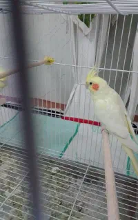 ساعت