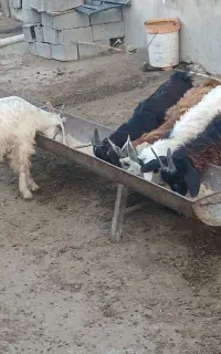 شش راس بزغاله نر وماده