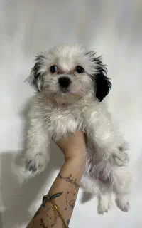 سگ شیتزو ماده