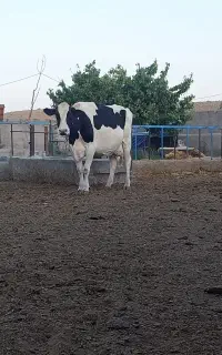 ۳راس گاو شیری جون جنس دار  فروشی