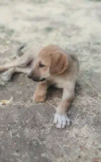 توله سگ