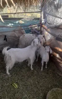 گوسفند