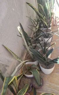 گل سانسوریا