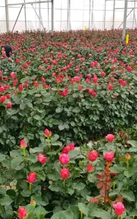 نیرو خانم برای گلخانه گل رز