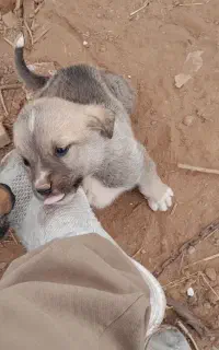 توله ی اصل