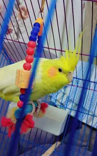 عروس هلندی تازه نفس