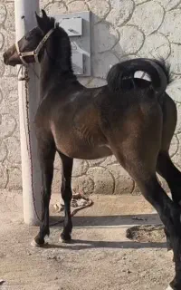 کره سام دکتر طاهری