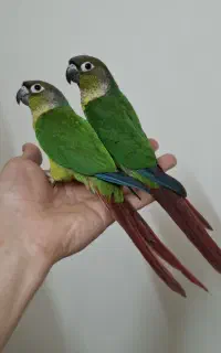 طوطی گرینچیک نر و ماده فول دستی سخنگو