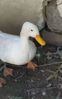 اردک محلی سفید ارگانیگ