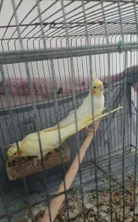 فروش عروس هلندی